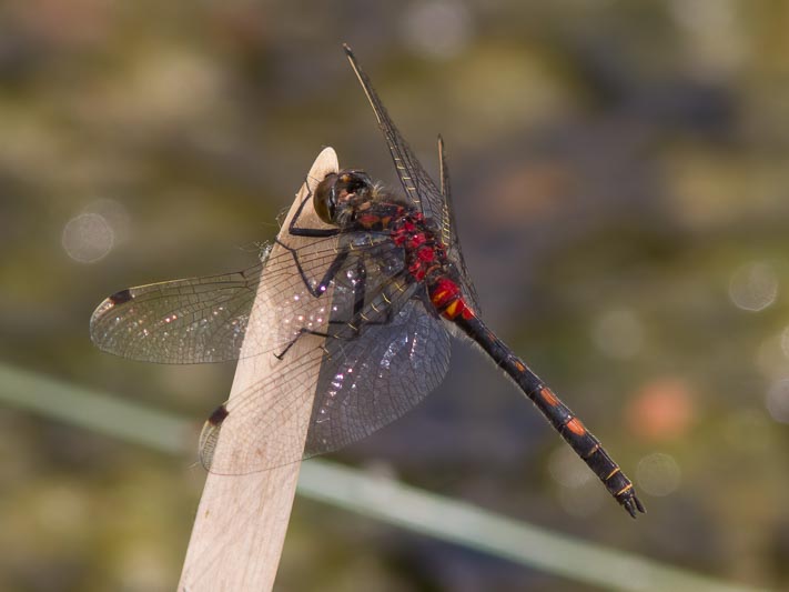 Leucorrhinia dubia (Small Whiteface) male-.jpg